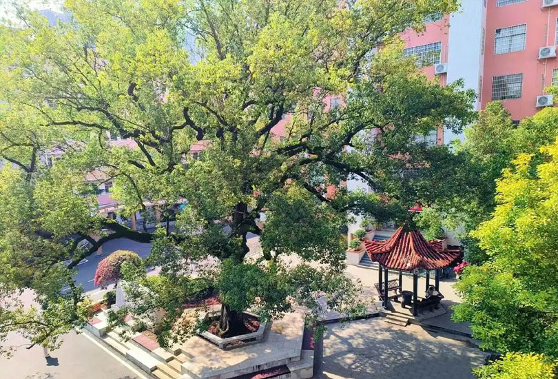 耒阳市振兴学校