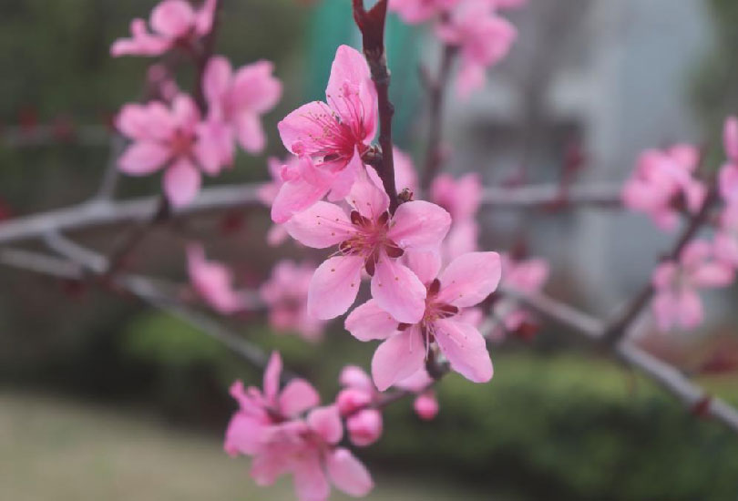 湖南食品药品职业学院